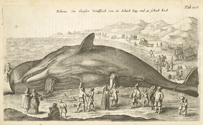 Tab XLII, Wieloryb, ilustracja z „Historiæ naturalus de quadrupetebus”
