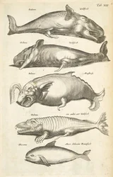 Tab XLI, Wieloryby, Ilustracja z „Historiæ naturale de quadrupetibus”