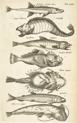 Tab 47, Gatunki ryb, Ilustracja z „Historii naturalnej czworonogów”