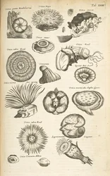 Tab. XVIII, Życie morskie, Ilustracja z „Historii naturalnej czworonogów”, tom 2