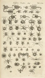 Tab. XVIII, Ziemskie Skorpiony i Pajęczaki, Ilustracja z 