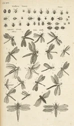 Tab. XVII, Ważki, Ilustracja z „Historii naturalnej czworonogów”