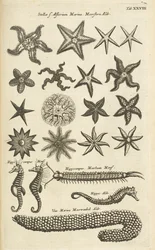 Zakładka XXVIII, Rozgwiazdy i koniki morskie, ilustracja z