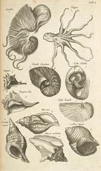 Tab X, muszle Octopus i Nautilus, ilustracja z 