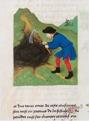Le Livre des simples medecines - tłumaczenie na język francuski z XII-wiecznego łacińskiego rękopisu Matthaeusa Plateariusa (pergamin)