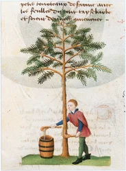 Le Livre des simples medecines - tłumaczenie na język francuski z XII-wiecznego łacińskiego rękopisu Matthaeusa Plateariusa (pergamin)