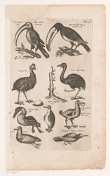 Toekans en andere vogels Historia naturalna ptaków, księga 6 J. Jonston (tytuł serii)