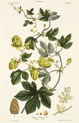 Hop Vine, z „Młodego Landsmana”, wyd. Wiedeń, 1845 (litografia ręcznie kolorowana)