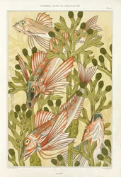 Czerwona barwena, z „L