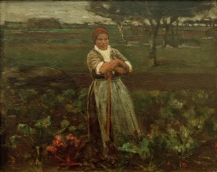 Pracownik na polu buraków