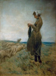 Owczarka holenderska (pasterka dziania)