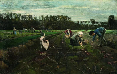 Zbiór ziemniaków