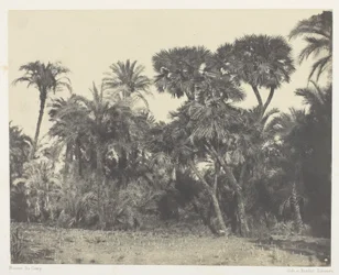 Drewno palm daktylowych i palm Doums, Górny Egipt