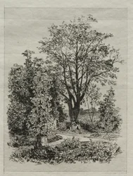 Mój ogród.