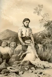 Strzyżenie owiec, 1879