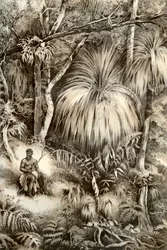 Tasmańska scena leśna, 1879