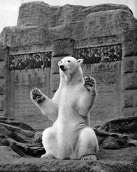 Niedźwiedź polarny na tarasie Mappin w londyńskim zoo, 1926-1927