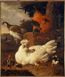 M. de Hondecoeter, matka kura z pisklętami