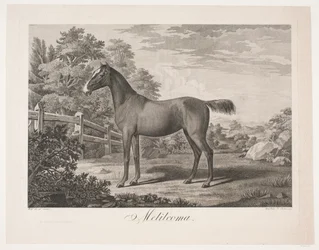 Hesten „melilcoma”