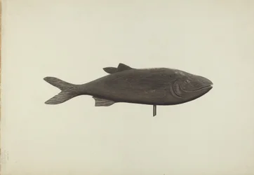 Ryba wiatrowskaz, ok. 1939.