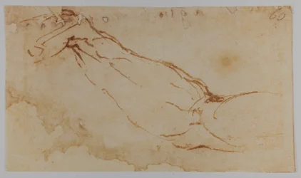 Szkic prawego ramienia "Ledy", 1528-1530 (rysunek)