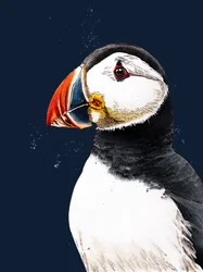 Clive The Puffin na Midnight Blue, 2020