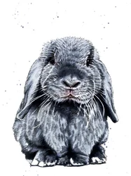 Szary Królik na Białym, 2019