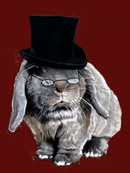 Królik Humbug na czerwonym tlenie, 2020