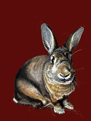 Meg The Bunny na czerwonym tlenie, 2020