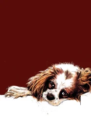 Meg, spaniel, na czerwonym tlenku, 2020
