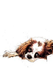 Meg, spaniel, na bieli, 2020