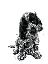 Rosie Cocker Spaniel na Białym, 2019
