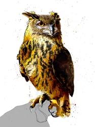 Puchacz na białym, 2019