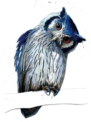 Sowa białolica na białym, 2019