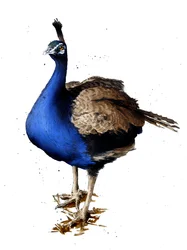 Paw na bieli, 2019
