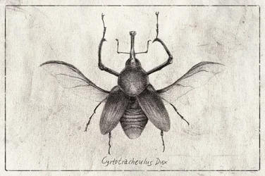 Cyrtotrachelus Dux