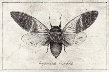 Ilustracja owada