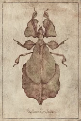 Phyllium Siccifolium – kopia