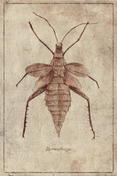 Ilustracja owada w stylu vintage
