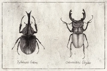 Xylotrupes gideon Odontolabis elegans