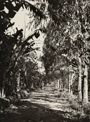 Budowanie imperium w epoce faszystowskiej: gaj owocowy w Cheren, 09.05.1936 (zdjęcie czarno-białe)