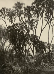 „Budowanie imperium” w epoce faszystowskiej: gaj palm Dum, 09.05.1936 (zdjęcie czarno-białe)