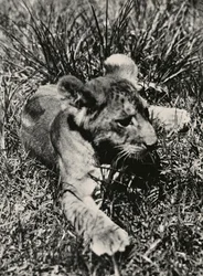 „Budowanie imperium” w epoce faszystowskiej: okaz młodego lwa, 09/05/1936
