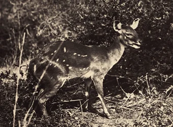Budowanie imperium w epoce faszystowskiej: antylopa, 09.05.1936 (zdjęcie czarno-białe)