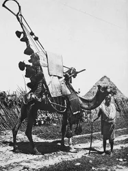 Budowanie imperium w epoce faszystowskiej: wielbłąd w ozdobach na ceremonię ślubną, 09.05.1936 (zdjęcie czarno-białe)