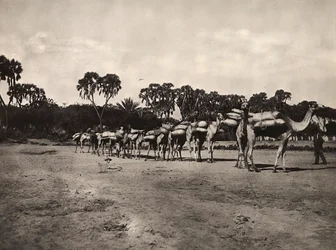 „Budowanie imperium” w epoce faszystowskiej: karawana wielbłądów, 09.05.1936 (zdjęcie czarno-białe)