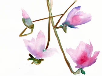 Magnolia 1, 2022 (akwarela na papierze tłoczonym na zimno Langton, 300 g/m²)