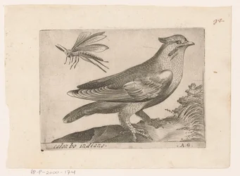 Pestvogel (Bombycilla garrulus) Colonbo indiano (tytuł na obiekcie) Vogels (tytuł serii)