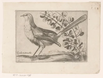 Vogel Codazinzola (tytuł na obiekcie) Vogels (tytuł serii)