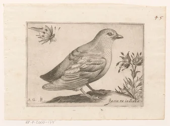 Vogel Passra Indiana (tytuł na obiekcie) Vogels (tytuł serii)